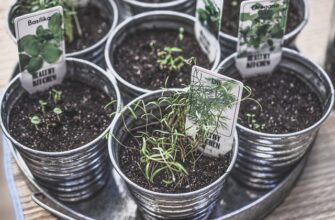 выращивание растений в помещении